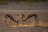 Sub-adult springbok or springbuck (Antidorcas marsupialis) sparring (fighting). Kgalagadi Transfrontier Park, Northern Cape. South Africa.