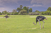 African ostrich (Struthio camelus), Namibia, Africa