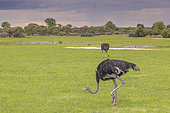 African ostrich (Struthio camelus), Namibia, Africa
