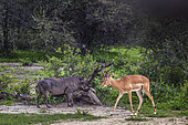 Black-faced impala (Aepyceros melampus petersi) and common warthog (Phacochoerus africanus), Namibia, Africa