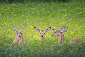 Young black-faced impalas (Aepyceros melampus petersi), Namibia, Africa