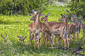 "Nursery" of black-faced impala (Aepyceros melampus petersi), Namibia, Africa