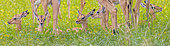 "Nursery" of black-faced impala (Aepyceros melampus petersi), Namibia, Africa