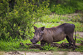 Warthog (Phacochoerus africanus), Namibia, Africa