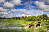 Cow on the bank of the Okawango, Kavango East, Namibia, Africa