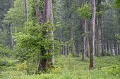 Hardwood forest in spring showers, Auvergne, France