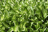 Hosta undulata in spring