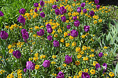 Bed of 'Negrita' Tulips and Wallflowers