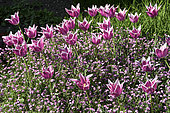 Ballade" lily flowered tulip and pink forget-me-not