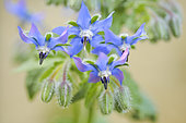 Borage (Borago officinalis) in spring, Auvergne, France