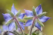 Rear view of two borage flowers (Borago officinalis), Auvergne, France