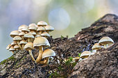 Sulphur Tuft (Hypholoma fasciculare) on an uprooted tree in the Bagnolet forest, Allier, Auvergne, France