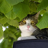 Alley cat lying on a mailbox under a hazel tree, Auvergne, France