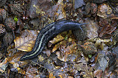 Black slug (Arion ater) on a mid-mountain forest trail after rain, Auvergne, France