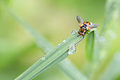 Ladybird fly (Gymnosoma rotundatum) on a Poaceae leaf one evening after rain, Auvergne, France