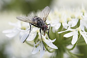 Tachinid fly (Exorista rustica) on a giant hogweed (Heracleum mantegazzianum) on a spring evening, Auvergne, France