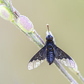Common bee fly (Hemipenthes morio) on a stem of Hoary alyssum (Berteroa incana) on a spring evening, Auvergne, France