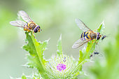 Gooseberry hoverflies (Syrphus ribesii) and aphids on a thistle, Auvergne, France