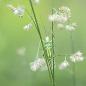 Mimicry of a Great green bush-cricket (Tettigonia viridissima) peering between two Poaceae on a spring evening, Auvergne, France