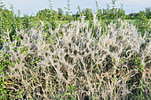 Bocage hedgerow invaded by Ermine moth (Yponomeuta sp) caterpillars, Auvergne, France