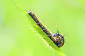 Lacky caterpillar (Malacosoma neustria) turning over along a grass stem, Auvergne, France