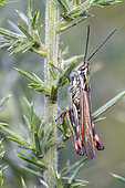 Two-marked Grasshopper (Chorthippus binotatus) moving on its host plant, European Gorse (Ulex europaeus), Auvergne, France