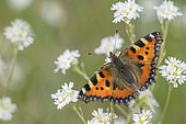 Small tortoiseshell (Aglais urticae) on a Hoary alyssum flower (Berteroa incana) along a path in an E.N.S., Auvergne, France