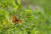 Heath Fritillary (Melitaea athalia) on a leaf of Hornbeam (Carpinus betulus) in front of Bracken Fern (Pteridium aquilinum) in a forest, Auvergne, France