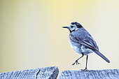 Pied Wagtail (Motacilla alba) on a pond pontoon at dusk, Auvergne, France