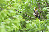 Grosbec casse-noyau (Coccothraustes coccothraustes) mâle chantant sur une branche de sureau au printemps, France