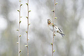 Brambling (Fringilla montifringilla) in early spring clinging to a branch of hazelnut (Corylus avellana), Auvergne, France