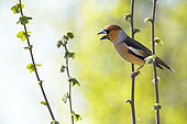 Hawfinch (Coccothraustes coccothraustes) male singing in spring perched on top of a hazel tree, France