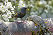 Starling (Sturnus vulgaris) male in breeding plumage on a roof ridge in early spring, Auvergne, France