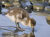 Chick of Crested duck or South american crested duck (Lophonetta specularioides) on Bleaker Island. South America, Falkland Islands, Bleaker Island, summer