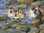 Chick of Crested duck or South american crested duck (Lophonetta specularioides) on Bleaker Island. South America, Falkland Islands, Bleaker Island, summer