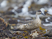 Crested duck or South american crested duck (Lophonetta specularioides) in kelp on Saunders Island. South America, Falkland Islands, Saunders Island, summer