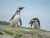 Magellanic Penguin (Spheniscus magellanicus) on the the shore. South America, Falkland Islands, Bleaker Island