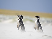 Magellanic Penguin (Spheniscus magellanicus) on the the shore during a storm. South America, Falkland Islands, Bleaker Island