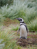 Magellanic Penguin (Spheniscus magellanicus) in typical tussock grass (Poa flabellata) during summer. South America, Falkland Islands, Sea Lion Island
