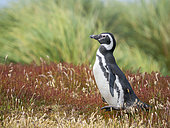 Magellanic Penguin (Spheniscus magellanicus) during summer. South America, Falkland Islands, Sea Lion Island
