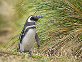 Magellanic Penguin (Spheniscus magellanicus) in typical tussock grass (Poa flabellata) during summer. South America, Falkland Islands, Sea Lion Island