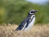 Magellanic Penguin (Spheniscus magellanicus) in grass (Yorkshire fog, holcus lanatus) during summer. South America, Falkland Islands, Sea Lion Island