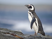 Magellanic Penguin (Spheniscus magellanicus) on a coast of the Falkland islands during summer. South America, Falkland Islands, Sea Lion Island