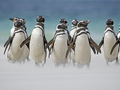 Magellanic Penguin (Spheniscus magellanicus) on a beach of the Falkland islands during summer. South America, Falkland Islands, Saunders Island