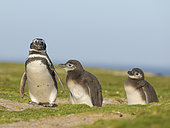 Magellanic Penguin (Spheniscus magellanicus) with chick in a colony in the Falkland Islands during summer. South America, Falkland Islands, Volunteer Point