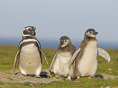 Magellanic Penguin (Spheniscus magellanicus) with chick in a colony in the Falkland Islands during summer. South America, Falkland Islands, Volunteer Point