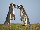 Magellanic Penguin (Spheniscus magellanicus) in a colony in the Falkland Islands during summer. South America, Falkland Islands, Volunteer Point