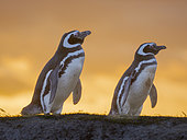 Magellanic Penguin (Spheniscus magellanicus) in a colony in the Falkland Islands during summer. South America, Falkland Islands, Volunteer Point