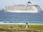 Magellanic Penguin (Spheniscus magellanicus) in a colony in the Falkland Islands during summer. South America, Falkland Islands, Volunteer Point