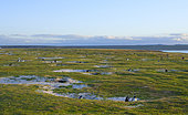 Magellanic Penguin (Spheniscus magellanicus) in a colony in the Falkland Islands during summer. South America, Falkland Islands, Volunteer Point